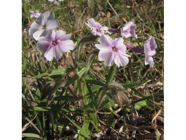 Phlox oklahomensis (Oklahoma phlox) #39078