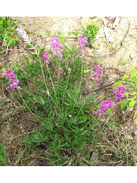 Oxytropis lambertii (Purple locoweed) #39082