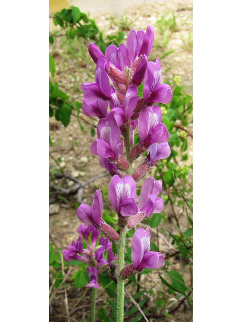 Oxytropis lambertii (Purple locoweed) #39083