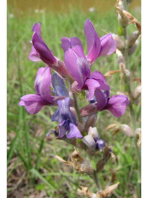 Oxytropis lambertii (Purple locoweed) #39084