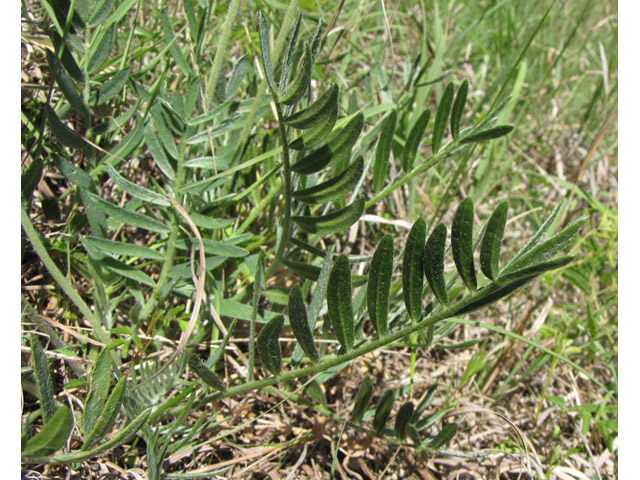 Oxytropis lambertii (Purple locoweed) #39085