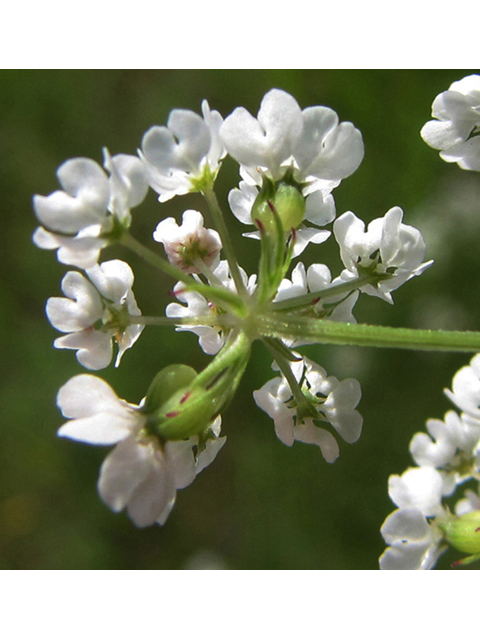 Bifora americana (Prairie bishop) #39093