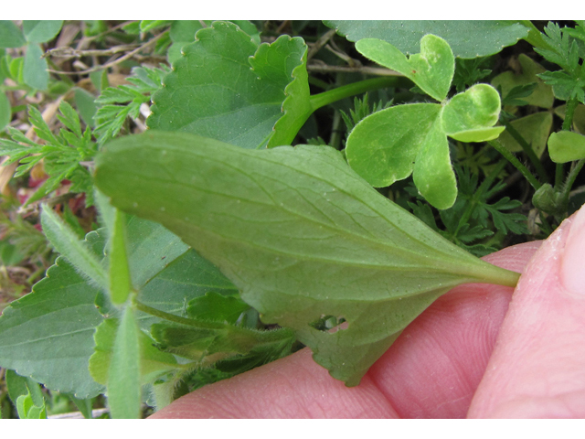 Viola missouriensis (Missouri violet) #39115