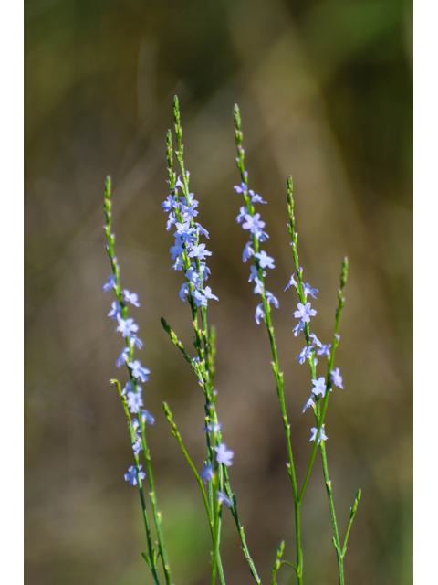 Verbena halei (Texas vervain) #60584