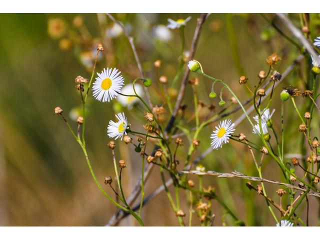 Erigeron philadelphicus (Philadelphia fleabane) #60585