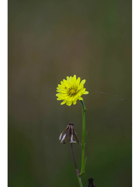 Pyrrhopappus pauciflorus (Smallflower desert-chicory) #60587