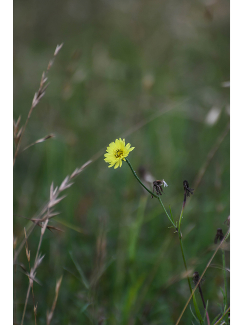 Pyrrhopappus pauciflorus (Smallflower desert-chicory) #60588