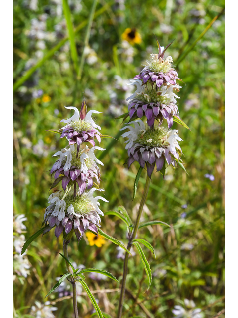 Monarda citriodora ssp. citriodora (Lemon beebalm) #60596