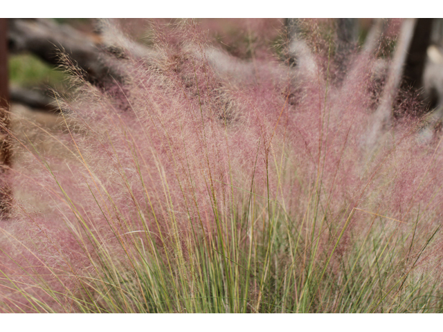 Muhlenbergia capillaris (Gulf muhly) #46968