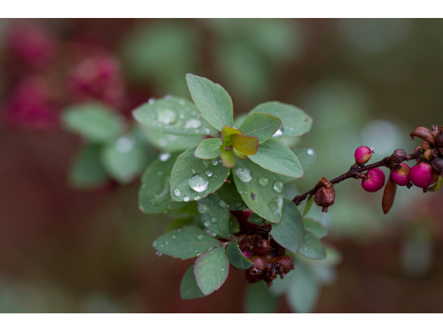 Symphoricarpos orbiculatus (Coralberry) #47006