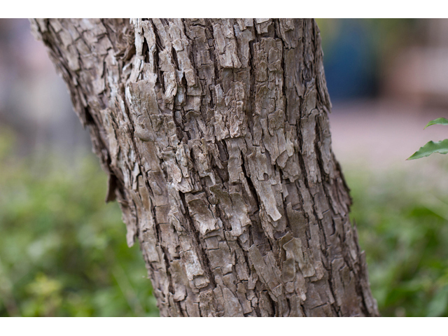 Sophora secundiflora (Texas mountain laurel) #47051