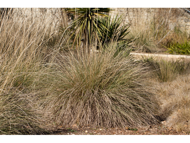 Muhlenbergia lindheimeri (Lindheimer's muhly) #47819