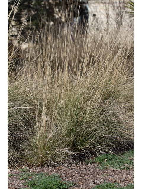 Muhlenbergia lindheimeri (Lindheimer's muhly) #47823