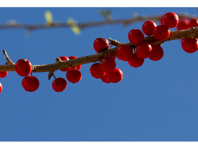 Ilex decidua (Possumhaw) #47844