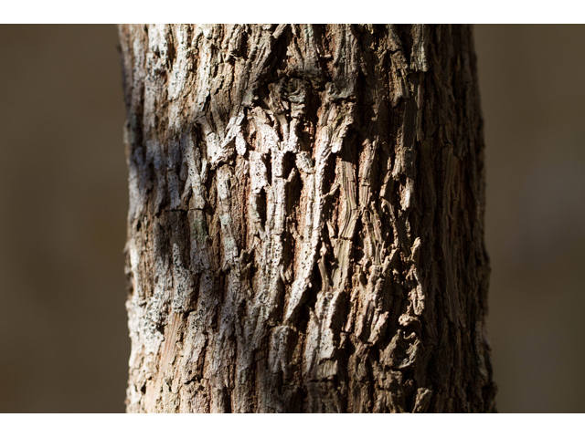 Sideroxylon lanuginosum ssp. rigidum (Gum bully) #47849