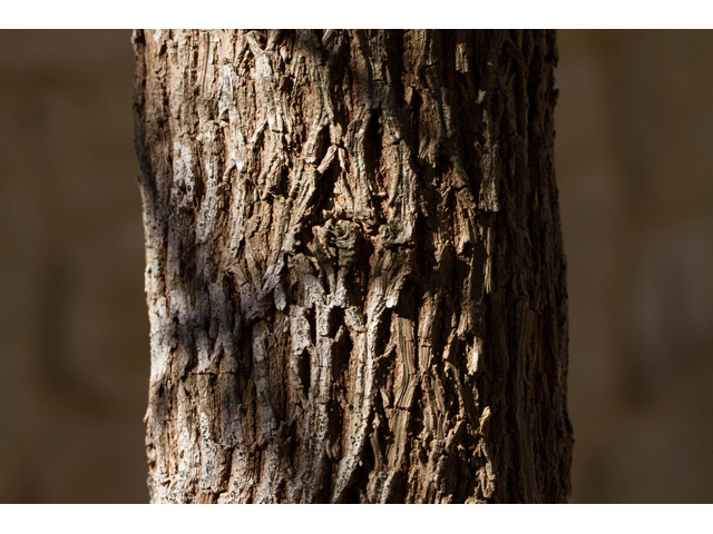 Sideroxylon lanuginosum ssp. rigidum (Gum bully) #47851