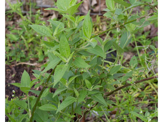 Conoclinium coelestinum (Blue mistflower) #56724