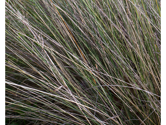 Muhlenbergia capillaris (Gulf muhly) #56730