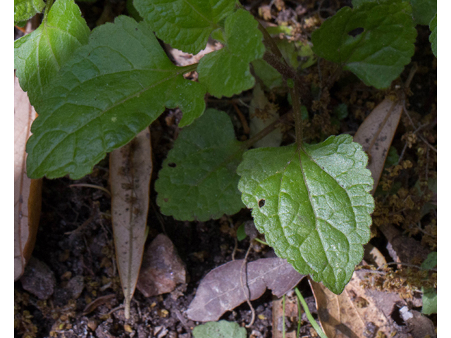 Conoclinium coelestinum (Blue mistflower) #56822