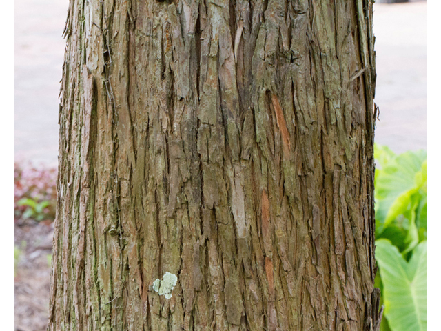 Taxodium ascendens (Pond cypress) #56843