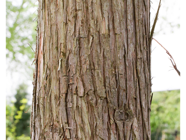 Taxodium ascendens (Pond cypress) #56844