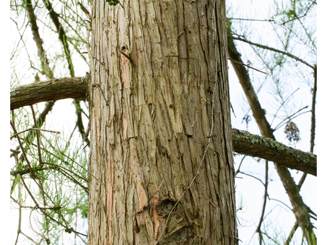 Taxodium ascendens (Pond cypress) #56845