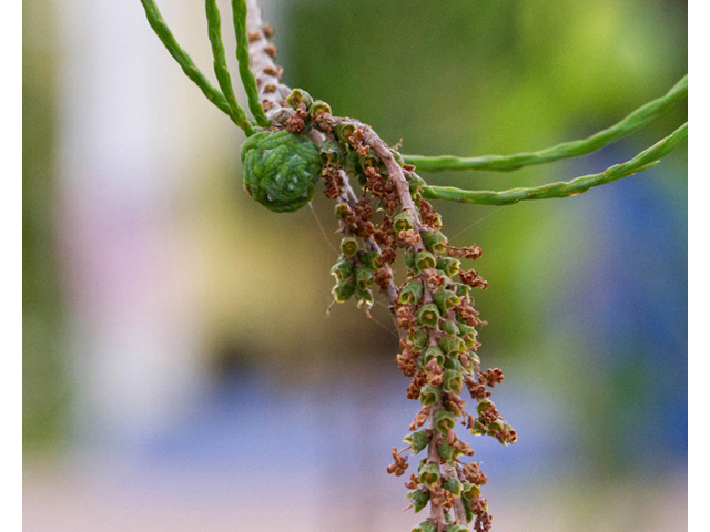 Taxodium ascendens (Pond cypress) #56847