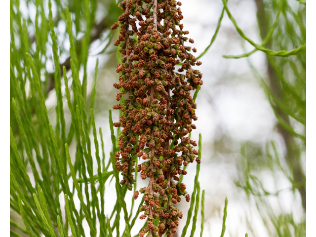 Taxodium ascendens (Pond cypress) #56849