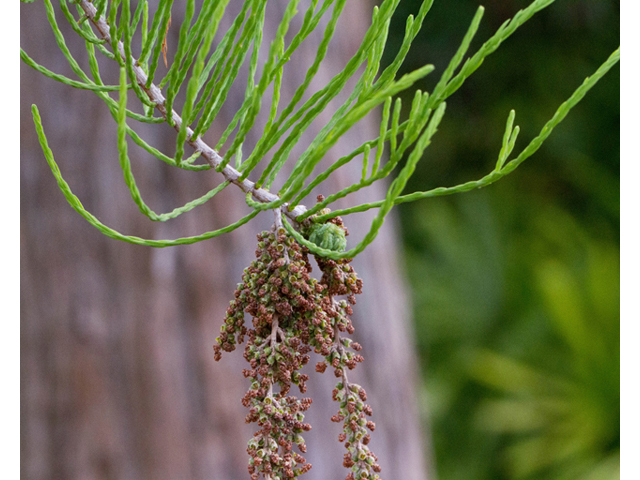 Taxodium ascendens (Pond cypress) #56853