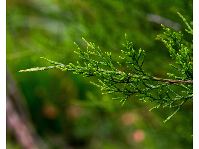 Juniperus virginiana (Eastern red cedar) #56909