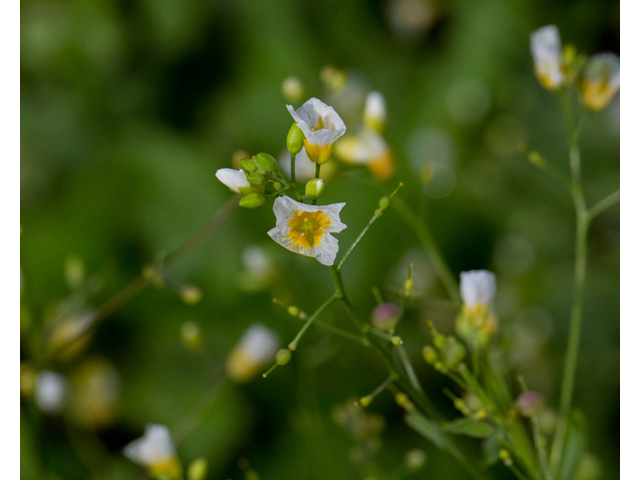 Lesquerella pallida (White bladderpod) #56915