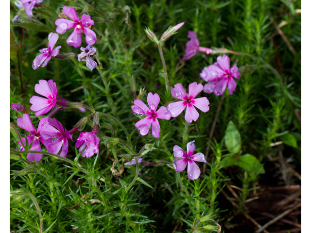 Phlox nivalis ssp. texensis (Texas phlox) #56922