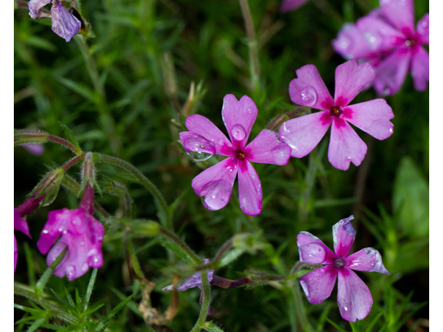 Phlox nivalis ssp. texensis (Texas phlox) #56923