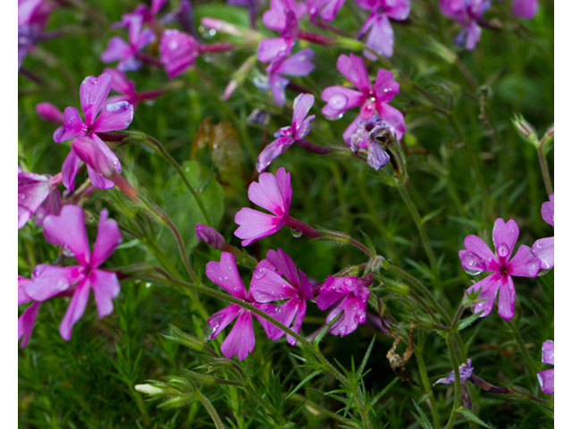 Phlox nivalis ssp. texensis (Texas phlox) #56927