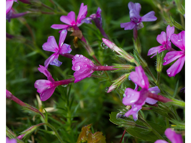 Phlox nivalis ssp. texensis (Texas phlox) #56928