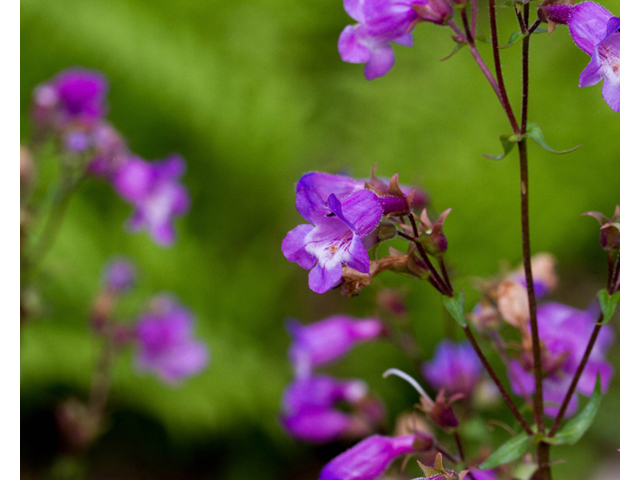 Penstemon tenuis (Brazos penstemon) #56949