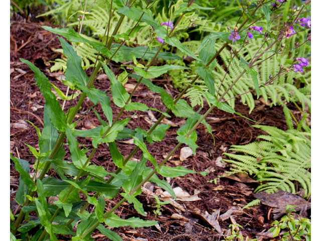 Penstemon tenuis (Brazos penstemon) #56953