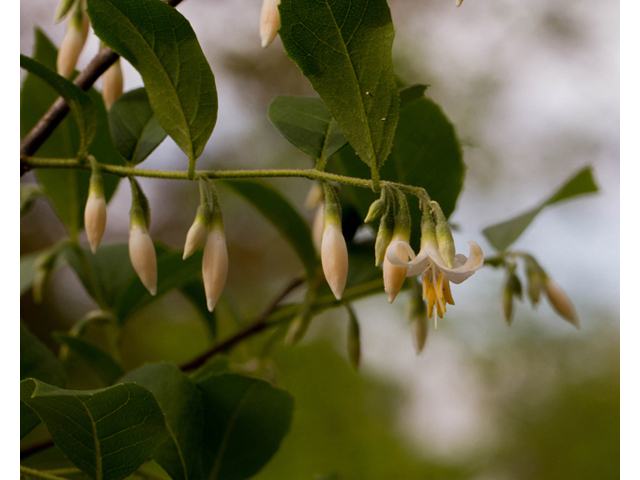 Styrax americanus (American snowbell) #56955