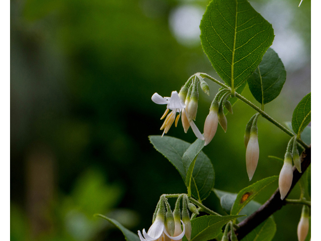 Styrax americanus (American snowbell) #56956