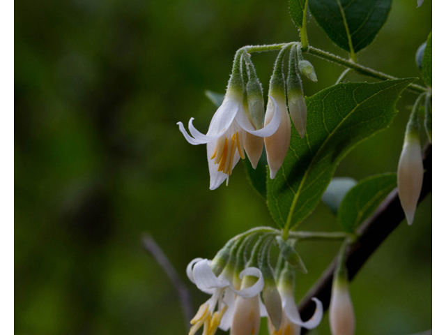 Styrax americanus (American snowbell) #56957