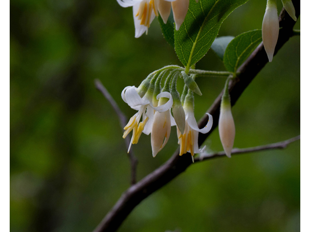 Styrax americanus (American snowbell) #56958