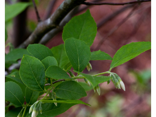 Styrax americanus (American snowbell) #56959