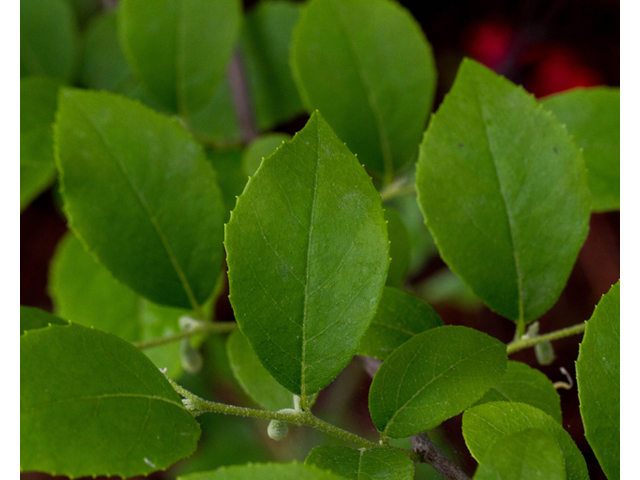 Styrax americanus (American snowbell) #56961