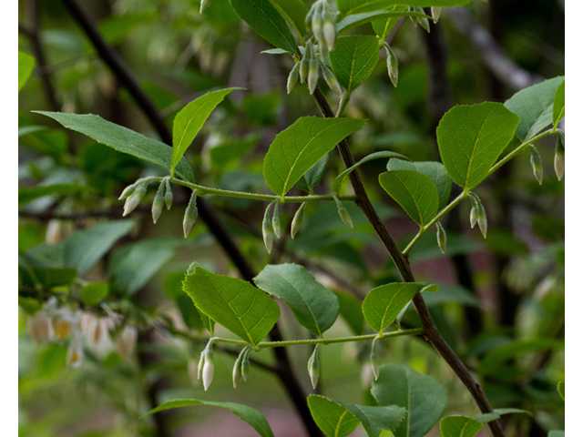 Styrax americanus (American snowbell) #56963