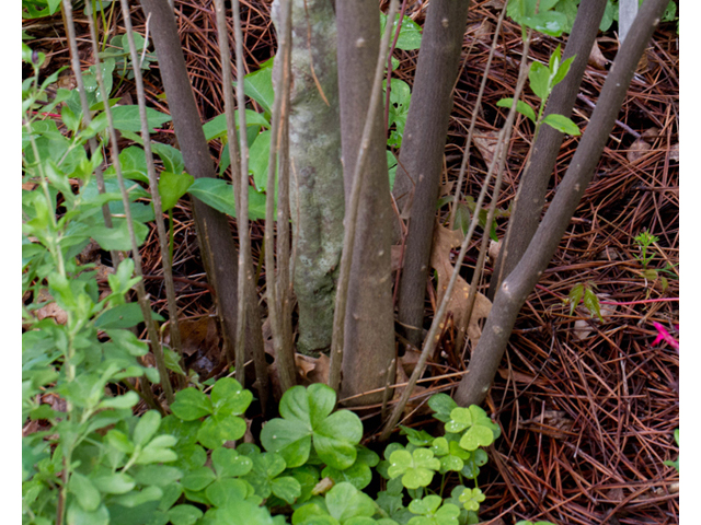 Styrax americanus (American snowbell) #56964