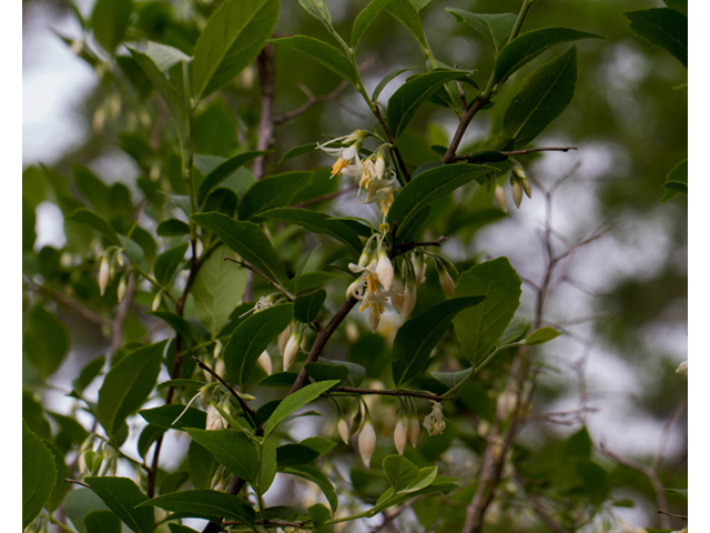 Styrax americanus (American snowbell) #56965