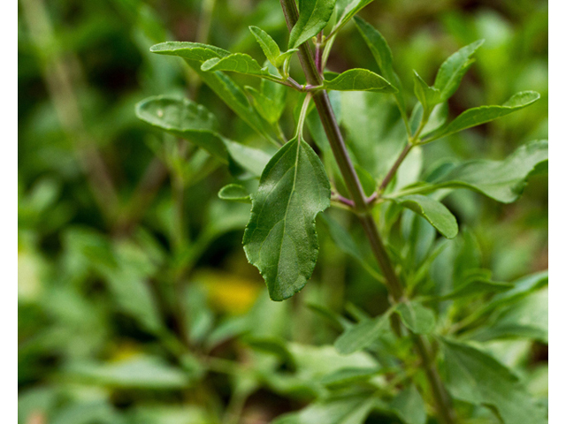 Salvia greggii (Autumn sage) #56972