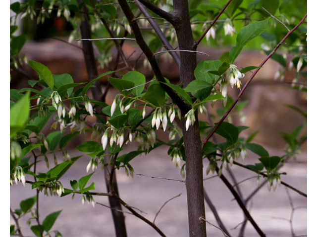 Styrax americanus (American snowbell) #56973