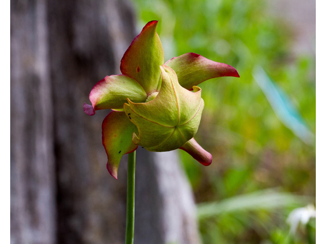 Sarracenia leucophylla (Crimson pitcherplant) #56993