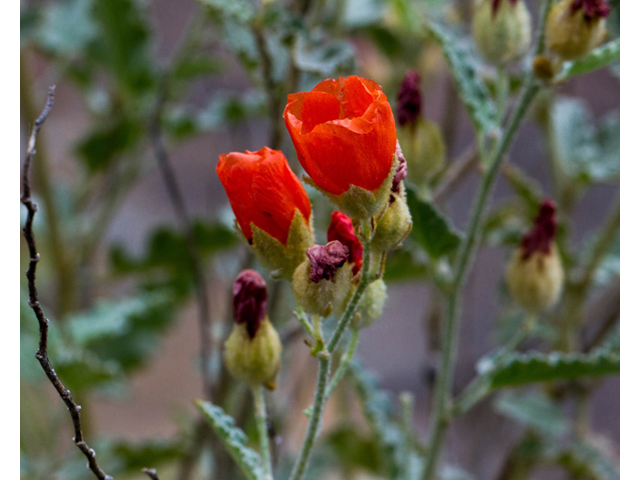 Sphaeralcea incana (Gray globemallow) #57009